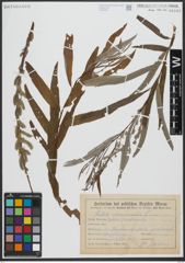 Foto von Salix viminalis L.